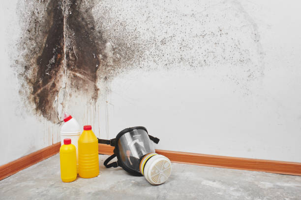Best Mold Damage Repair  in Lawrence, NY