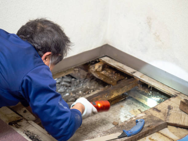 Best Mold Remediation  in Lawrence, NY