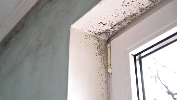 Home Mold Removal in Lawrence, NY