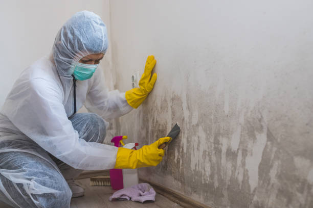 Best Certified Mold Removal  in Lawrence, NY