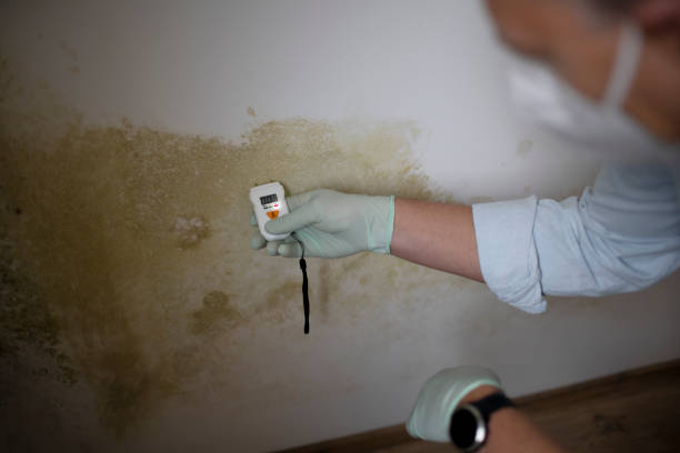 Trusted Lawrence, NY Mold Removal Experts