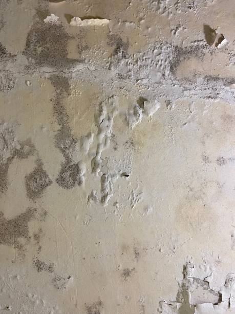 Best Best Mold Removal Companies  in Lawrence, NY