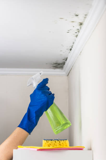 Best Residential Mold Removal  in Lawrence, NY