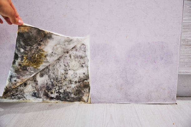 Best Commercial Mold Removal  in Lawrence, NY